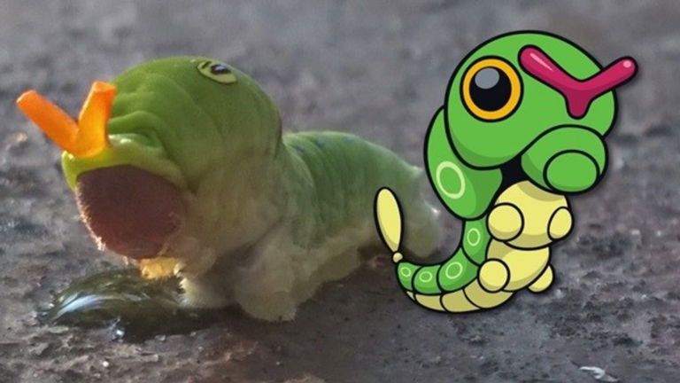 14 Pokémon que se inspiran en animales reales