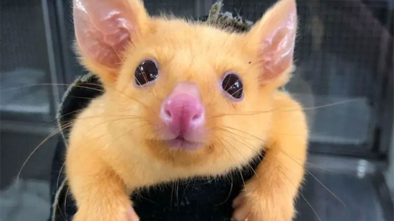 Pokémon: Esta zarigüeya es lo más parecido a un Pikachu en la vida real que puedas ver