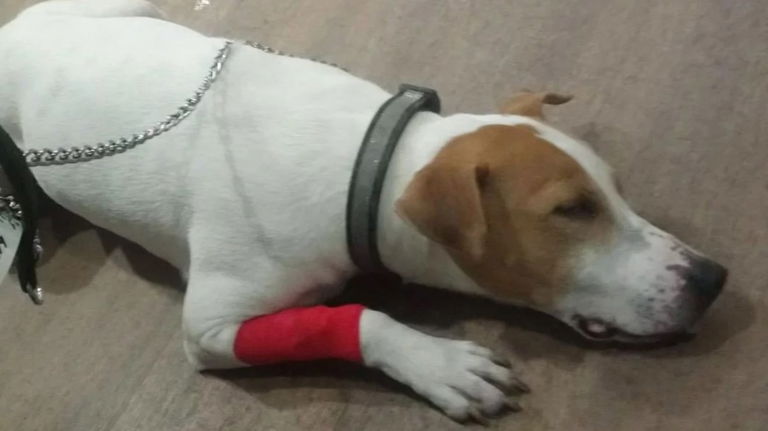 Un perro se traga un cartucho de Nintendo DS y necesita intervención quirúrgica