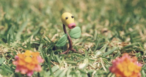 El tipo Planta no es tan simpático después de ver a Bellsprout y sus evoluciones Pokémon