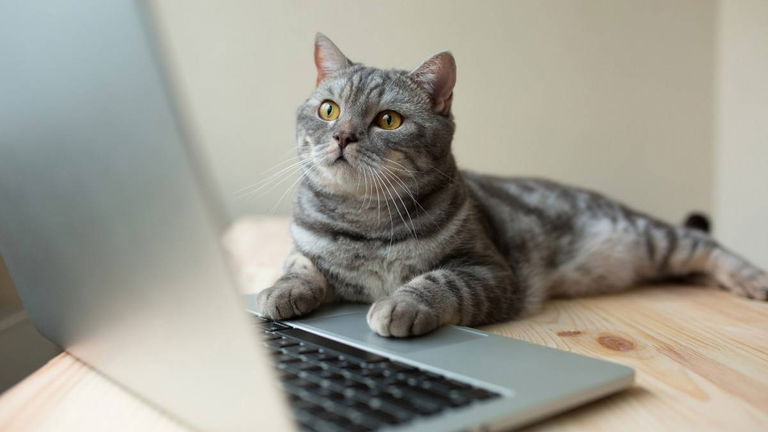 ¿Tu gato te molesta cuando juegas con la consola o el PC? Esta es la explicación que estabas esperando