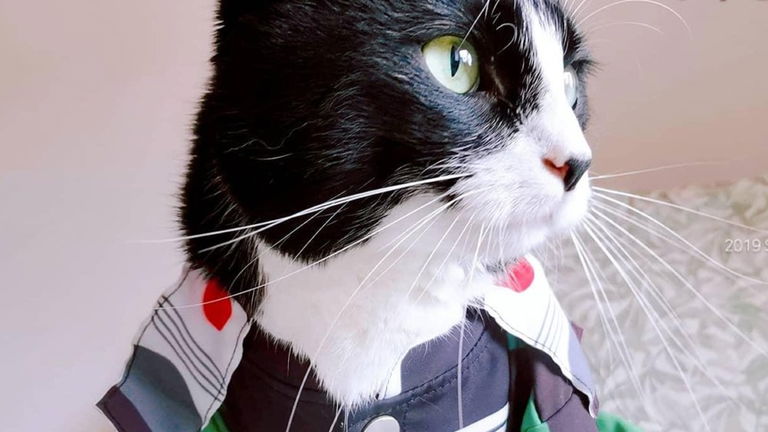Este gatito se convierte en Tanjiro de Demon Slayer y es lo más adorable que vas a ver hoy