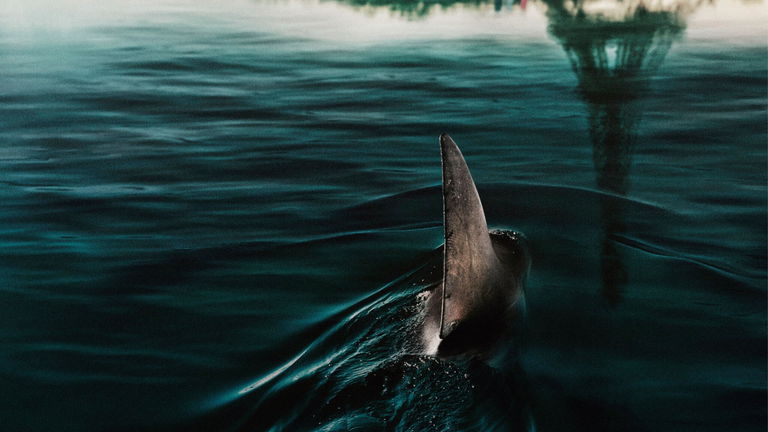 Netflix está trabajando en una secuela de su icónica película de tiburones En las profundidades del Sena